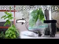 Basil in its Every Form - How to Preserve Basil Leaves