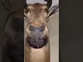 Download Lagu Deer Face Meme