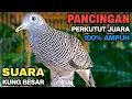 Perkutut Lokal Gacor Suara Kung Besar Pancingan Burung Perkutut Agar Bunyi.