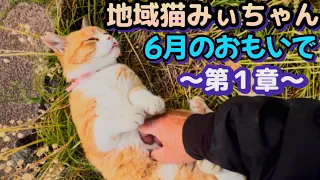  community cat at the bus depot meeting mii chan for the first time in a while