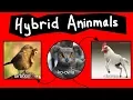Internet Names for Bizarre Hybrid Aninmals