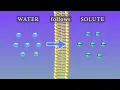 Osmosis Animation and Experiments