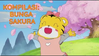 Download Kompilasi: Bunga Sakura | Kartun Anak Bahasa Indonesia | Shimajiro Indonesia MP3