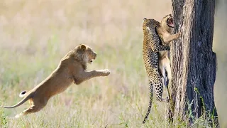 النمر الأفريقي المجنون يخطف شبل الأسد جحيم الانتقام 