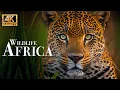 Download Lagu Africa Wildlife 4K - Wonderful wildlife movie with soothing music
