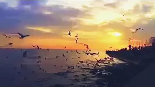 يا طير عيونا وحشوني على طريقة حسين حوراني 