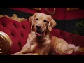 Got joints that are acting up Well so does your pet PetMeds