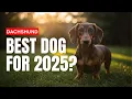 Dachshund Dogs 101 Pros Cons Hidden Facts and Puppy Care Tips