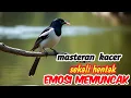 Download Lagu Masteran burung kacer suara ganas nembak tajam untuk ngeblong