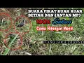 Download Lagu Suara pikat ruak ruak betina dan jantan mp3 sukses memanggil ruak ruak liar
