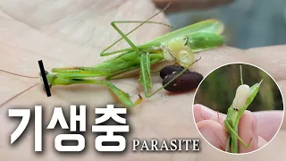 서해안 사마귀들 싹다 털렸습니다!! 상상도 못한게 나오는데...시청 주의하세요