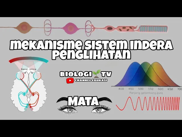 Download MP3 Mekanisme indera penglihatan, mekanisme melihat. cara kerja mata | Biologi sma kelas 11 sistem indra