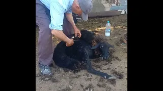 أشغال تحسين بالمزرعة و انطلاق موسم الجز الزاز 16 ماي 2024 