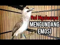 Download Lagu Suara Panggilan trucukan gacor Khas Ngalas Ngerol asli alam membuat trucuk lain ikut Buka suara