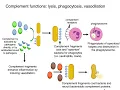 Intro to Innate Immunity Part 1