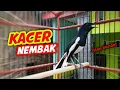 Download Lagu KACER GACOR NEMBAK KASAR🔥❗BIKIN KACER LAIN EMOSI DAN KONSLET❗