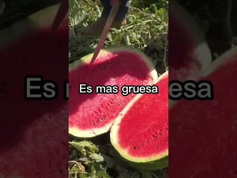 Download MP3 La importancia de la Fertilización en las Sandia 🍉 #sandia #campo #tierrafertil #fertilizante