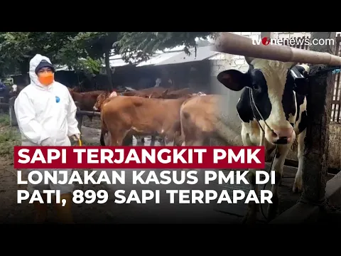 PMK Serang Sapi di Kabupaten Pati: 889 Sapi Terinfeksi, 108 Mati