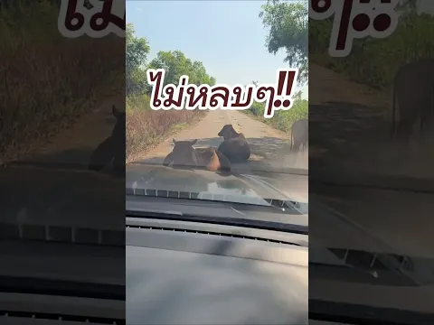 อุปสรรค #ตกปลาข้างทาง ไม่หลบๆ ตัวนอนนพิงรถแล้ว!