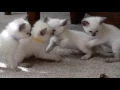 Balinese Kittens for Sale Siamese Kittens for sale