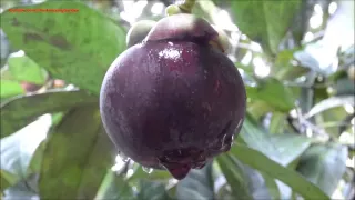 Mangosteen | The Queens Fruit. 