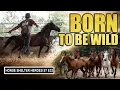 One Big Move One Wild Mustang Horse Shelter Heroes - S7 E32