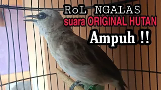 Download suara trucukan gacor Ngerol Ngalas ORIGINAL HUTAN ini paling Ampuh mengundang Bunyi trucukan Lain MP3