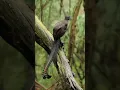 Download Lagu BURUNG VIRAL YANG SUARA MIRIP PISTOL MAINAN//Burung lyrebird(Menura novaehollandiae)