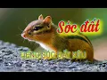 Download Lagu Tiếng sóc đất kêu. Tiếng sóc đất gọi bầy chuẩn mp3.