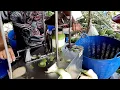 Coconut Cutting Machine 🥥🌴 Coconut Cutting Skills 🔪 Thai Street Food
