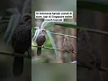 Download Lagu Burung cucak rawa liar ternyata masih banyak ditemukan di Singapura