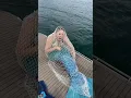 We caught the Mermaid