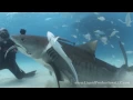 Download Lagu Tiger Sharks of Tiger Beach