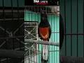 Download Lagu TERCEPAT!!! Pancingan Murai Batu untuk Macet Bunyi Mental Down, Stres , Kalah sama yang tua