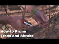 How to Prune Trees and Shrubs