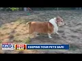 Keeping your pets safe during hot conditions