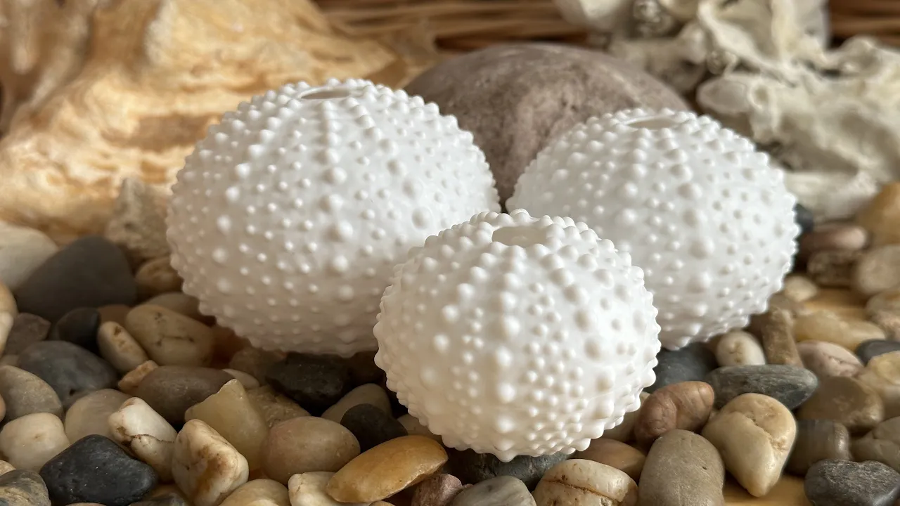 Sea Urchin Shells (Bumpy) video thumbnail