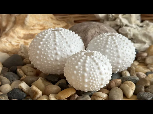 Sea Urchin Shells (Bumpy) video thumbnail