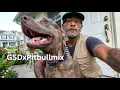 5 German Shepherd Pitbull Mix Types Colors Ears Height Weight 3-Min Guide
