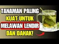 Download Lagu Tanaman #1 untuk MENGHILANGKAN semua DAHAK di TENGGOROKAN Anda dalam Menit!(Begini cara konsumsinya)