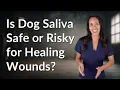 Is Dog Saliva Safe or Risky for Healing Wounds?