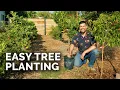 How to Plant Fruit Trees The Complete Guide