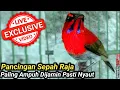 Lagu PANCINGAN BURUNG KOLIBRI SEPAH RAJA