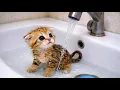 You Won t Believe What These Tiny Kittens Did in Their First Bath