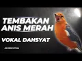 Download Lagu MACETAN PASTI NYAUT | ANIS MERAH GACOR INI 100% JITU UNTUK PANCINGAN ANIS MERAH MACET BIAR BUNYI |16