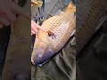 Download Lagu What all carp anglers should do!!!!!!! #carpfishing #carp #fishing #angler #carphunting