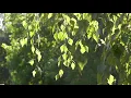 Like the Wind in the Trees - (Deuter)