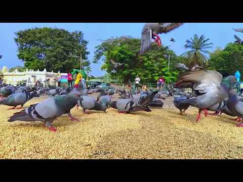 Download MP3 Pigeon Sound Effect - No Copyright