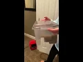 Zerorez carpet cleaning review in real time