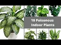 10 Poisonous Indoor Plants Common Toxic Houseplants Houseplants That Will Hurt Your Pets